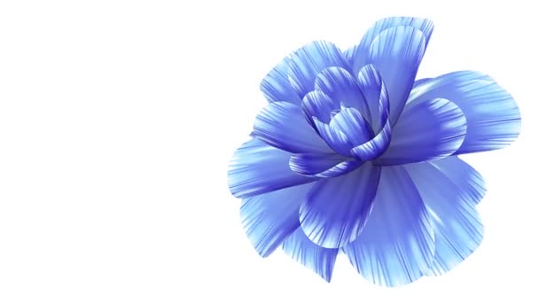 Відкриття тривалої квітучої синьої квітки переплетення часу 3d анімація ізольовані на фоні нової якості красивого свята натуральних квіткових крутих приємних 4k відеозаписів — стокове відео