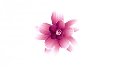Pembe çiçek hızlandırılmış 3d animasyon üzerinde arka plan yeni kalite güzel izole uzun çiçeklenme açılış doğal çiçek serin güzel 4 k video görüntüleri tatil