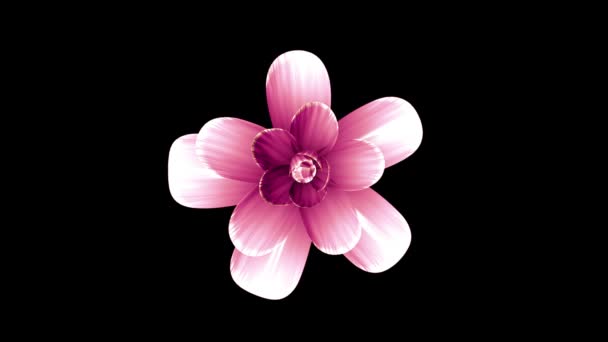 Открытие длинный цветущий розовый цветок время-провал 3d анимации изолированы на заднем плане новое качество красивый праздник натуральный цветок прохладно хороший 4k видео кадры — стоковое видео