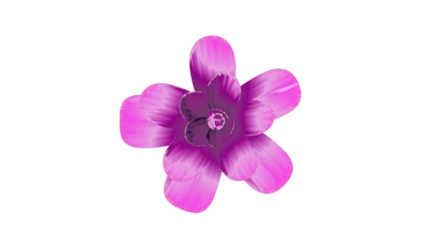 Otevírací dlouho kvetoucí růžový květ Časosběr 3d animace izolované na pozadí nové kvalitní krásná dovolená přírodní květinová cool pěkné 4 k videozáznamu — Stock video
