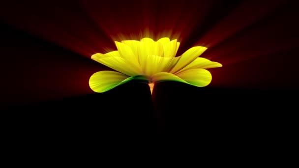Otevírací dlouho kvetoucí lesklé světle žlutý květ Časosběr 3d animace izolované na pozadí nové kvalitní krásná dovolená přírodní květinová cool pěkné 4 k videozáznamu — Stock video