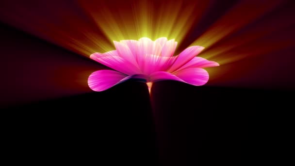 Açılış uzun çiçeklenme parlak ışık pembe mor çiçek hızlandırılmış bir 3d animasyon üzerinde arka plan yeni kalite güzel izole tatil doğal çiçek serin güzel 4 k video görüntüleri — Stok video