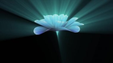 açılış uzun çiçeklenme parlak ışık mavi mor çiçek hızlandırılmış bir 3d animasyon üzerinde arka plan yeni kalite güzel izole tatil doğal çiçek serin güzel 4 k video görüntüleri