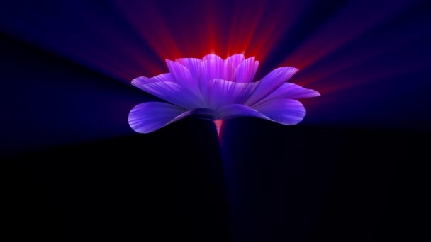 Otevírací dlouho kvetoucí lesklé světle modré fialový květ Časosběr 3d animace izolovaných na pozadí nové kvalitní krásná dovolená přírodní květinová cool pěkné 4 k videozáznamu