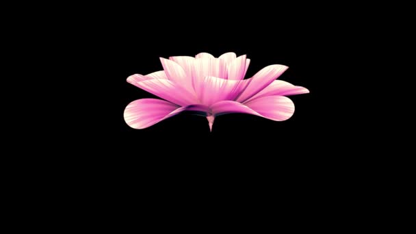 Eröffnung lange blühende rosa Blume Zeitraffer 3d-Animation isoliert auf dem Hintergrund neue Qualität schönen Urlaub natürliche Blumen cool schön 4k Videomaterial — Stockvideo