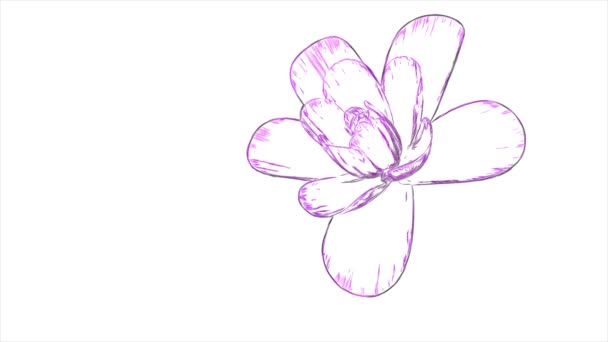 Cartoon drawn opening long blooming flower time-lapse animation isolated on background new quality beautiful holiday natural floral cool nice 4k video footage — Stock Video