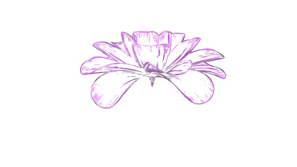 Κινούμενα σχέδια συντάσσονται άνοιγμα μακριές ανθίζοντας λουλουδιών animation time-lapse απομονώνονται σε φόντο νέα ποιότητα όμορφα Ενοικιαζόμενα φυσικό floral δροσερό ωραίο 4 k πλάνα βίντεο — Αρχείο Βίντεο