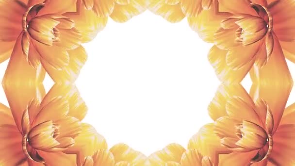 Abertura longo florescendo flores laranja farme tempo-lapso animação isolada no fundo branco nova qualidade casamento 3d bonito feriado natural floral legal legal vídeo 4k — Vídeo de Stock