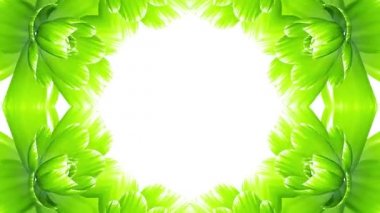 3d güzel tatil doğal çiçek serin güzel 4 k video görüntüleri düğün beyaz arka plan yeni kalite izole uzun çiçeklenme yeşil çiçekler farme hızlandırılmış animasyon açma