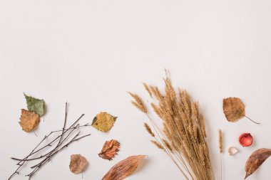 Kuru sonbahar bitki ve buğday grup boş alanı ile