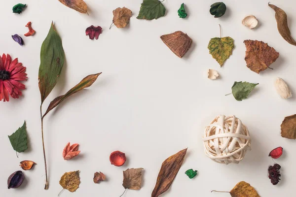 stock image Shot of arranged autumn plants