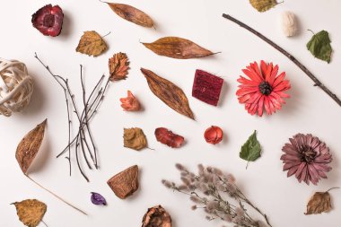 Yaratıcı farklı kuru bitkiler düzenlenmesi