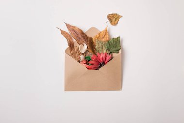 Sonbahar yaratıcı. İzole zarf kurutulmuş bitkiler ve beyaz yapraklarda dolu. Üstten görünüm. Düz yatıyordu.