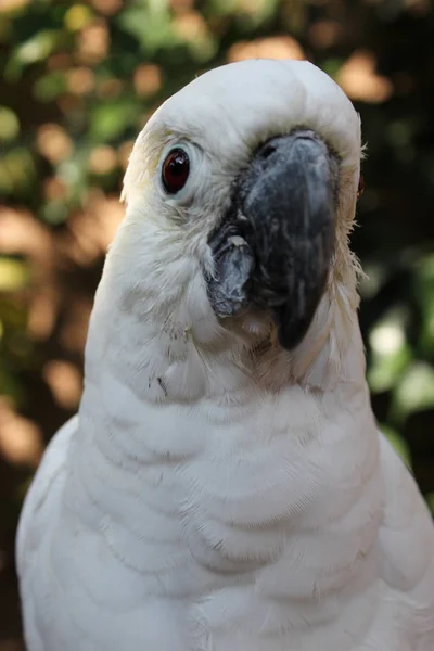 Papagaio-da-cacatua branco — Fotografia de Stock