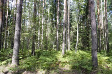 Öğleden sonra yaz ormanında yürüyün.