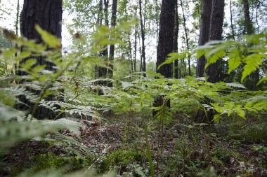 Öğleden sonra yaz ormanında yürüyün.