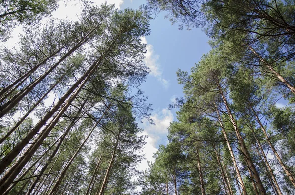 Paseo Por Bosque Verano Por Tarde — Foto de Stock