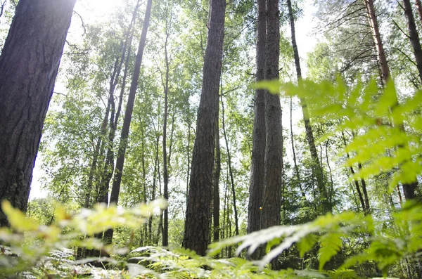 Paseo Por Bosque Verano Por Tarde — Foto de Stock