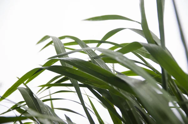 雨后的叶子上的水珠 — 图库照片