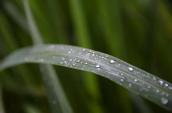 Gotas Agua Las Hojas Después Lluvia — Foto de Stock