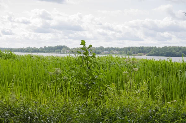 View Volga River Shore — Stock Photo, Image