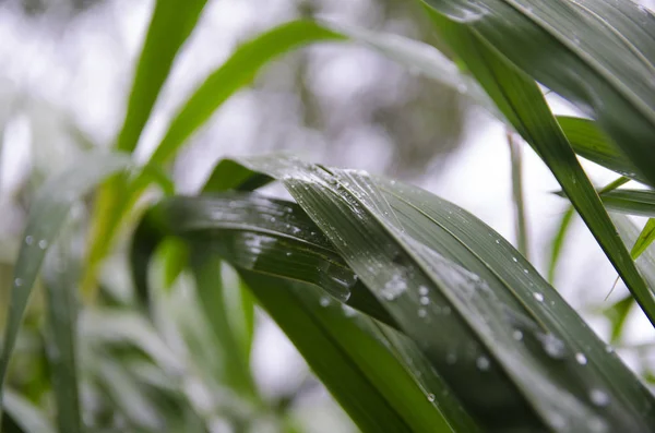 Waterdruppels Bladeren Regen — Stockfoto