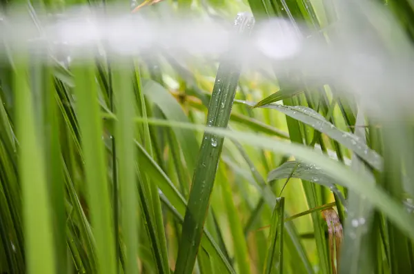 Gotas Água Nas Folhas Após Chuva — Fotografia de Stock