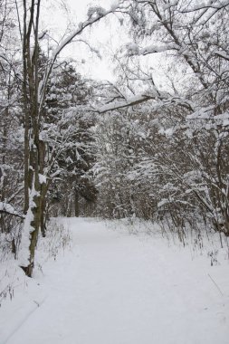 Kışın karla kaplı ormanda yürü
