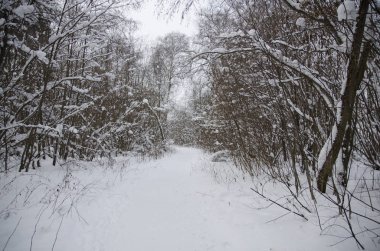 Kışın karla kaplı ormanda yürü