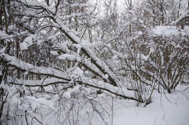 Kışın karla kaplı ormanda yürü
