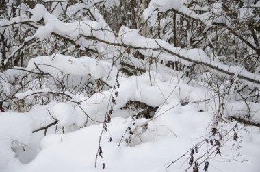 Kışın karla kaplı ormanda yürü