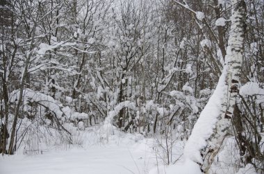 Kışın karla kaplı ormanda yürü