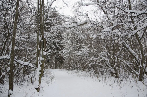 Kışın Karla Kaplı Ormanda Yürü — Stok fotoğraf