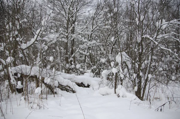 Kışın Karla Kaplı Ormanda Yürü — Stok fotoğraf