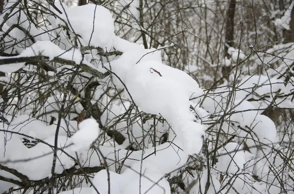 Séta Téli Hófödte Erdőben — Stock Fotó