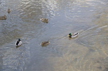 Ördekler kışın nehirde yüzerler.