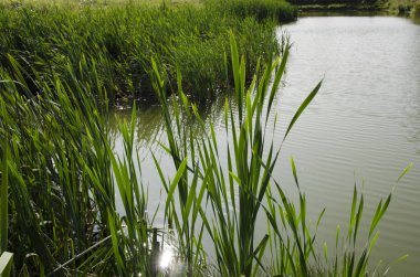 Yazın çimenler göletin yanında.