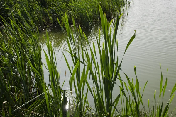 Gras Sommer Teich — Stockfoto