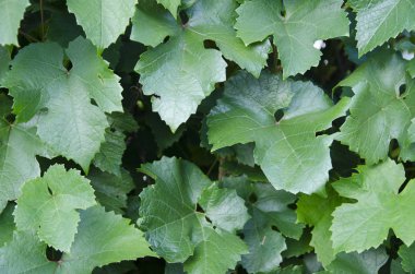 Bir yaz bahçesinde doğanın güzelliği