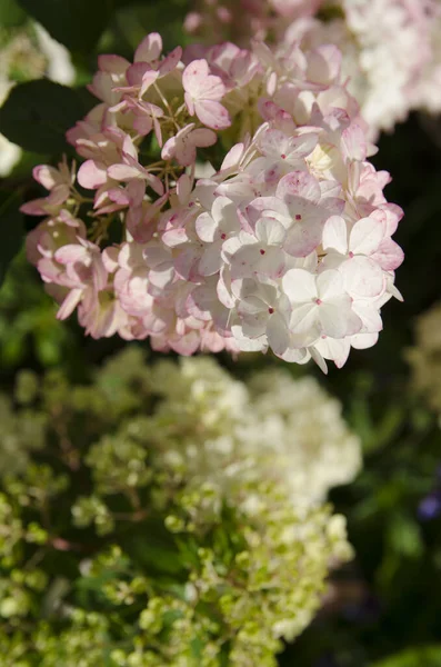 Schoonheid Van Natuur Een Zomertuin — Stockfoto