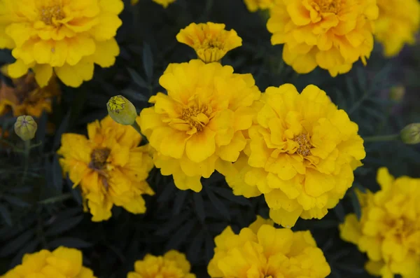 Schoonheid Van Natuur Een Zomertuin — Stockfoto