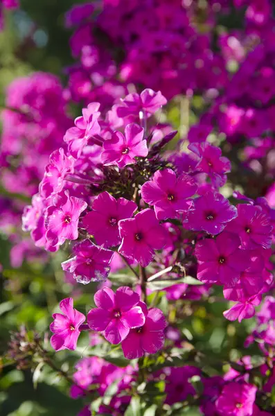 Schoonheid Van Natuur Een Zomertuin — Stockfoto