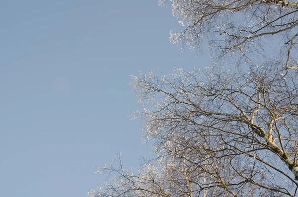 Soğuk Güneşli Bir Kış Manzarası — Stok fotoğraf