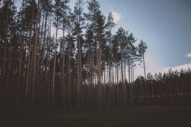 Çam ormanı'nın düşük açılı görünüş