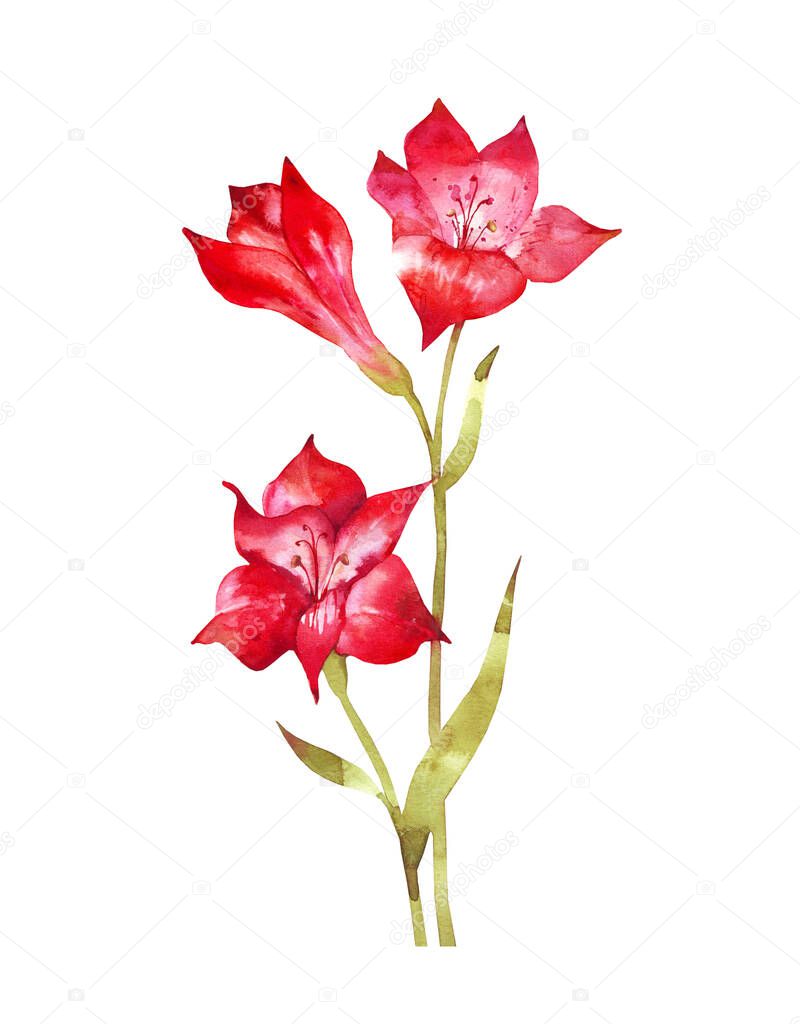 Beautiful watercolor red Alstroemeria or Peruvian Lilly isolated on white background. Hand Drawn Floral design element. Can be used for cards, invitations and decorative element.
