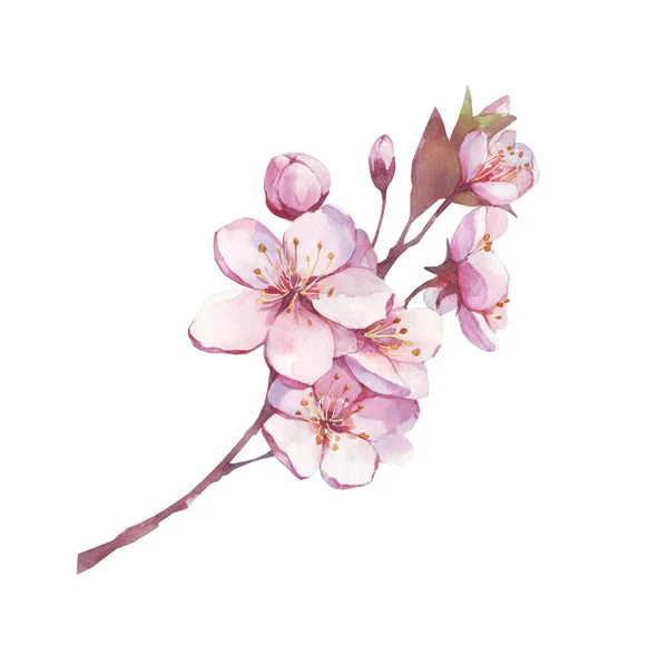 Ramo Fiorito Ciliegio Prugna Pesca Sakura Con Fiori Rosa Illustrazione — Foto Stock