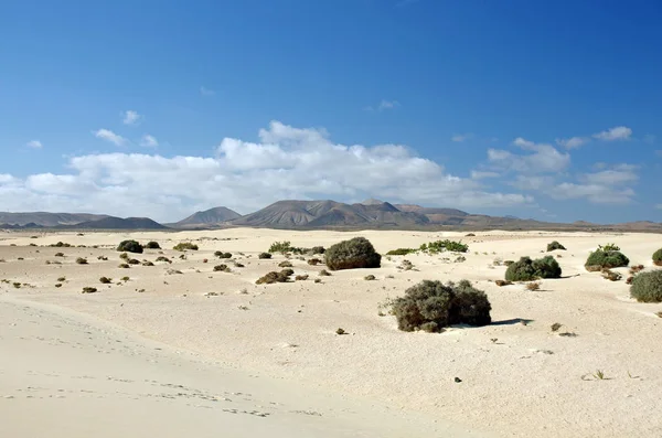 Пустеля Фуертевентура в районі Corallejo — стокове фото