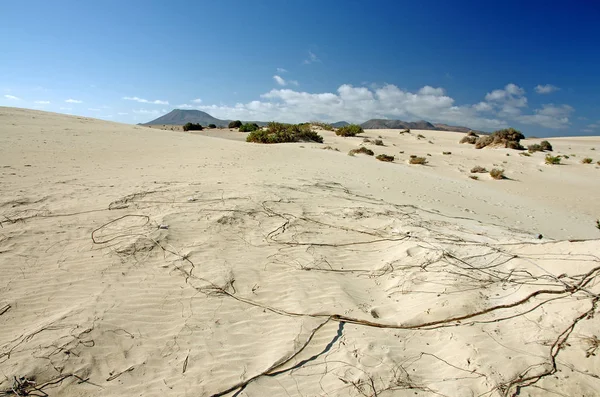 Desert of Fuerteventura in area Corallejo — Stock Photo, Image