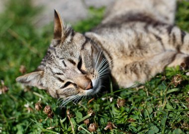 Baharda yeşil çimlerde yatan küçük kedi yavrusu