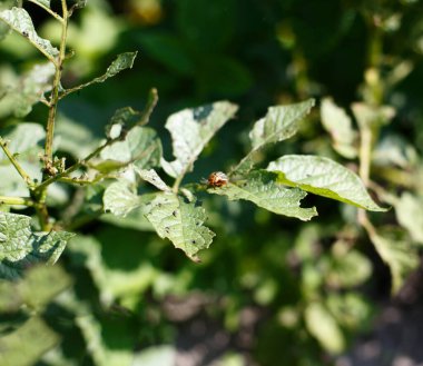 Colorado böceği patates yapraklarını genç yaşta yer. Böcekler tarladaki bir mahsulü yok eder. Vahşi yaşam ve tarım alanındaki parazitler.